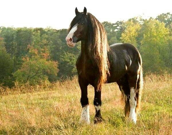Powerful Paul - Shire Horse Stallion